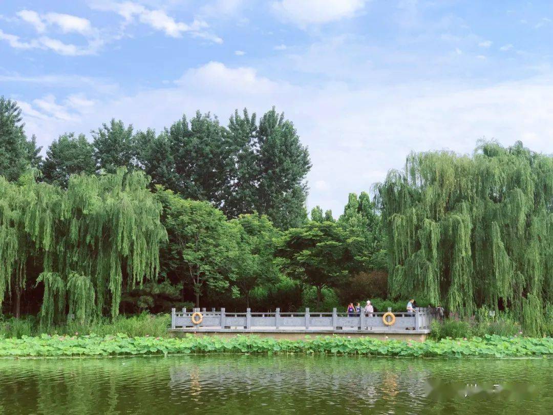 游湖赏荷,小森林,沙滩戏水…郑州这些小众