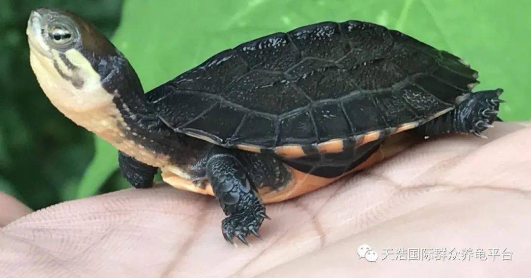 乌龟多久喂一次饭 3e48574b83af4604b086d7ad00213c86.jpeg