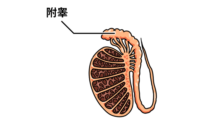 最终都会在附睾管内被 溶解,吸收