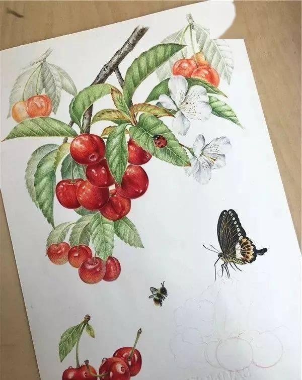 彩铅水果系列教程——樱桃与蝴蝶
