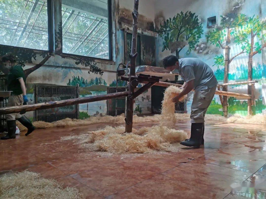 毛色|“国宝”川金丝猴“美女宝宝”迎客啦！