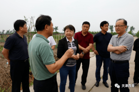 【视频】天津市农业农村委领导到西青区调研大风冰雹受灾情况