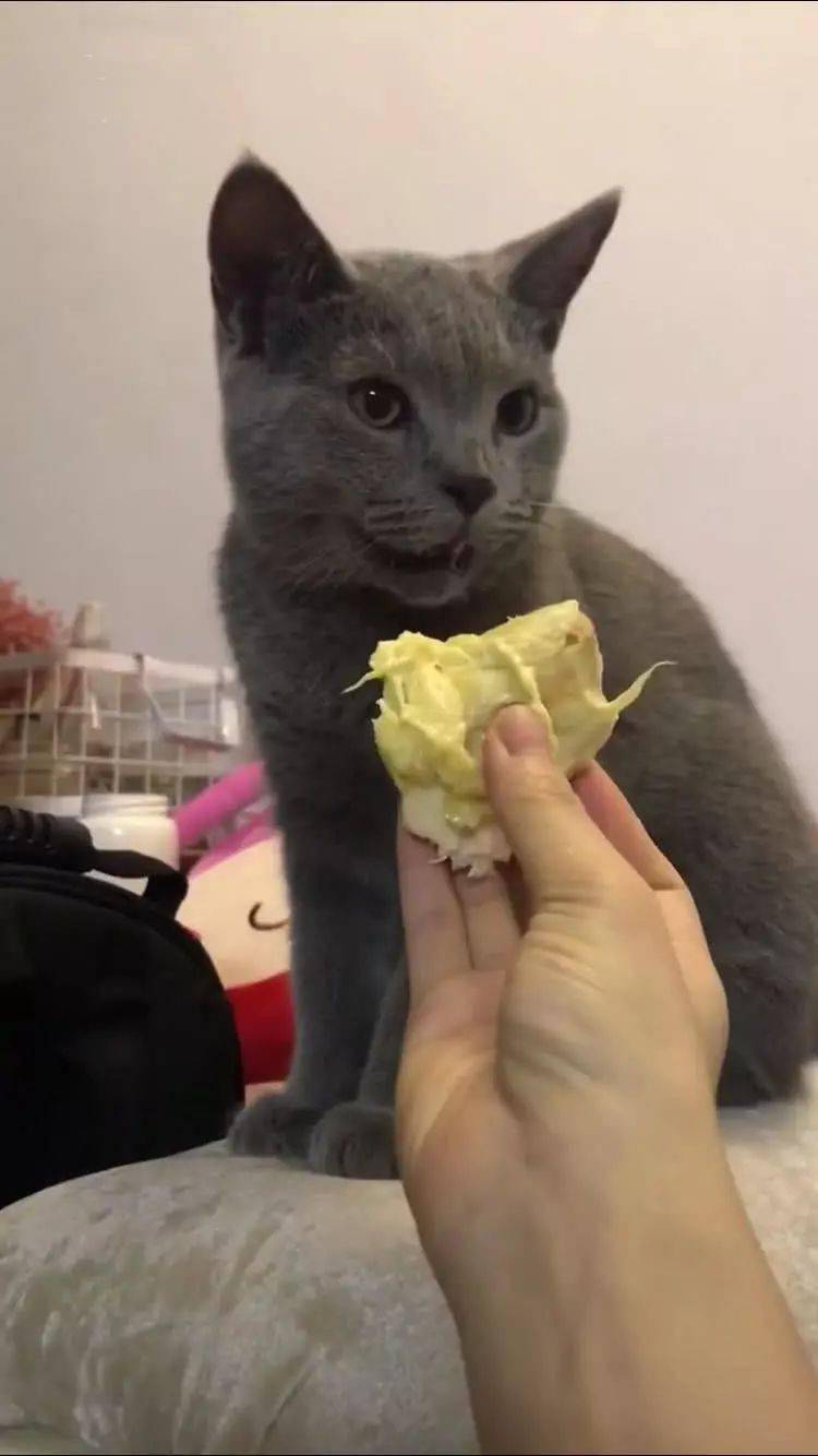 猫咪:这什么鬼!我拉粑粑了吗?