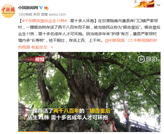 【銀杏】千年“銀杏皇后”叢生11株需十多人環(huán)抱，