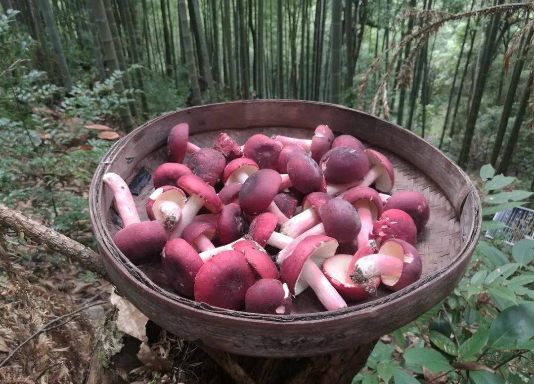 长汀现在红菇多少钱一斤？长汀大山野味红菇 附野生红菇的功效与作用