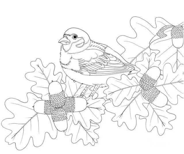 素材| 100种鸟类的线描稿_金翅雀