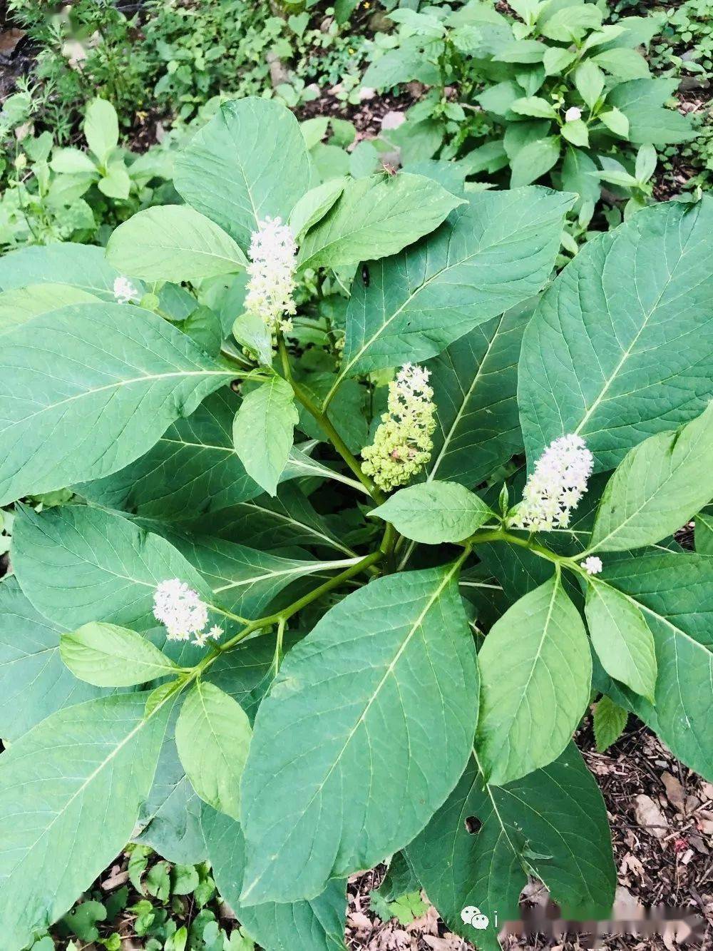 各地根据其形态称其为大苋菜,药商陆,苋陆等.