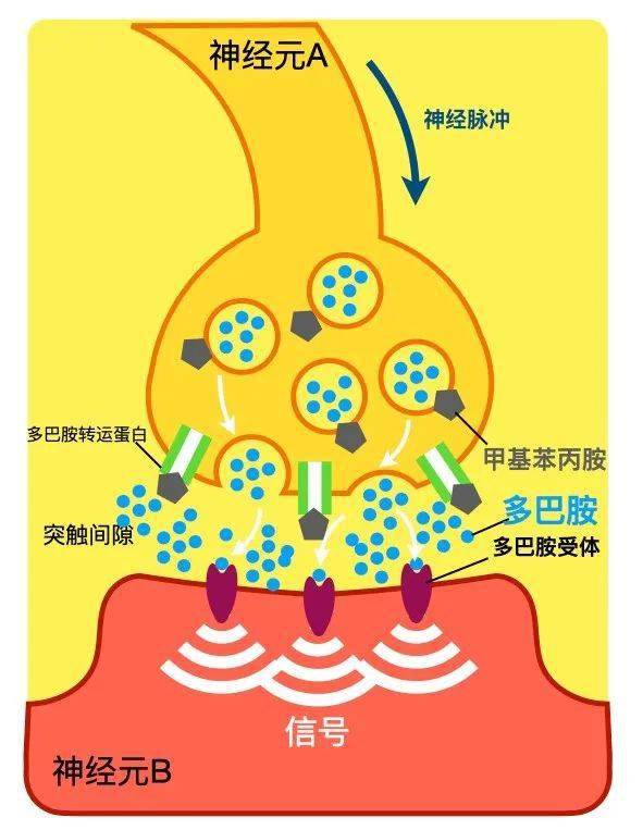 可卡因会和突触上的多巴胺转运蛋白结合并阻止多巴胺回到神经元a,导致