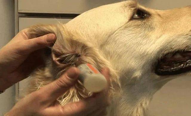 兽医提醒:狗狗经常甩头挠耳朵?可能是这两个问题,主人要重视