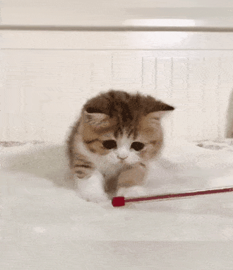 抚养四只还在喝奶的小奶猫,是一种什么体验?
