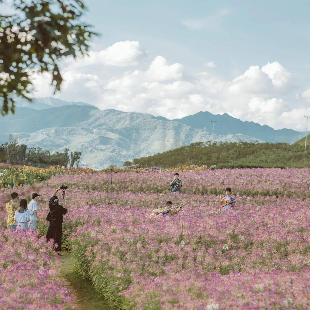 这个夏天,花海与乐队更配哦