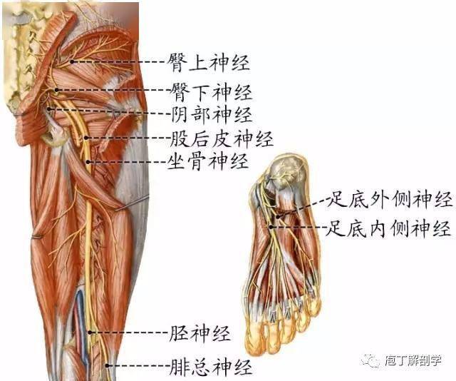 (五)骶丛 .坐骨神经本干分布于髋关节和股后群肌.