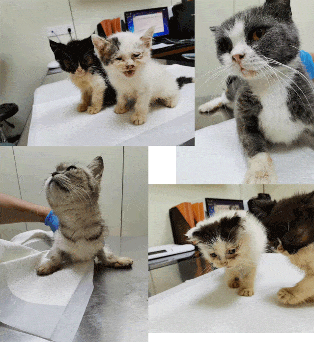 从上海猫叔说起:猫舍,看得见的光鲜,看不见的阴暗