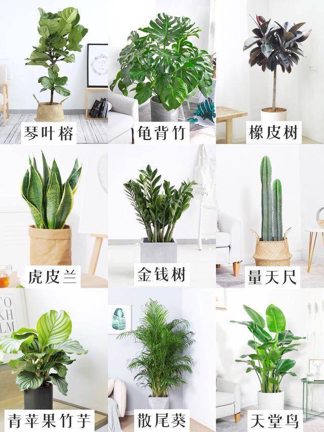 ins风家居好物,9大网红绿植盆栽,摆在家里好看