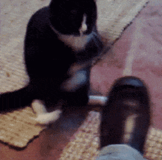 然后遭受主子无情暴打  猫:愚蠢的人类脚那么臭,找抽是吧?