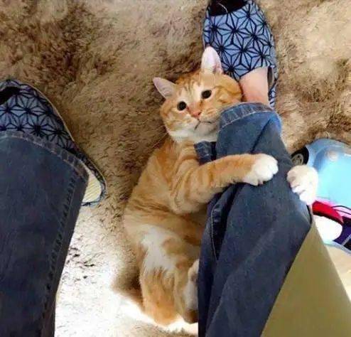 猫喜欢主人抱吗 b3289940ed134e36bbdc22db5bf99673.jpeg