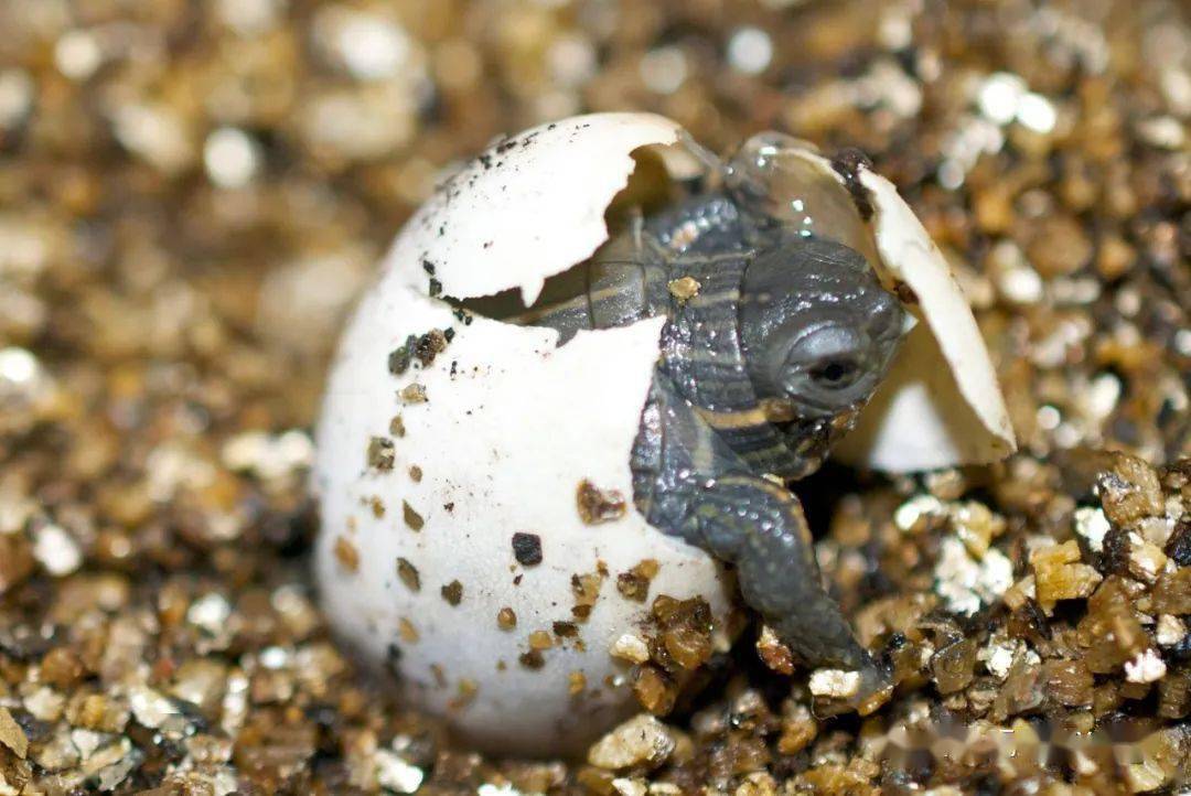临出壳的龟蛋孵化有什么需要注意的