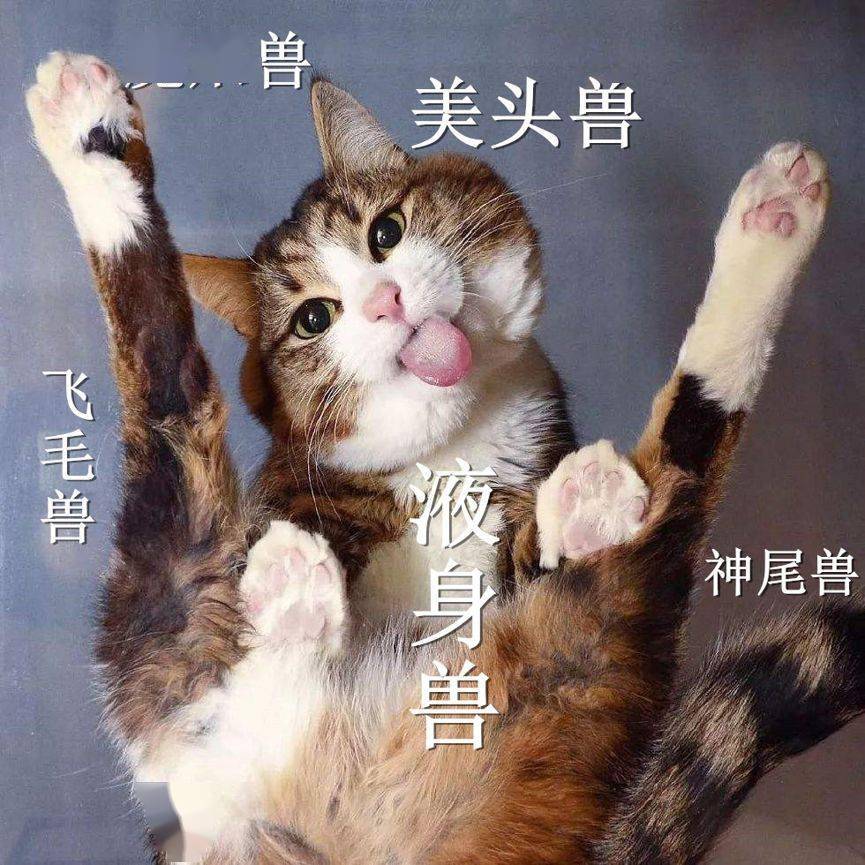 主动升级粘猫精,被猫嫌我发神经.