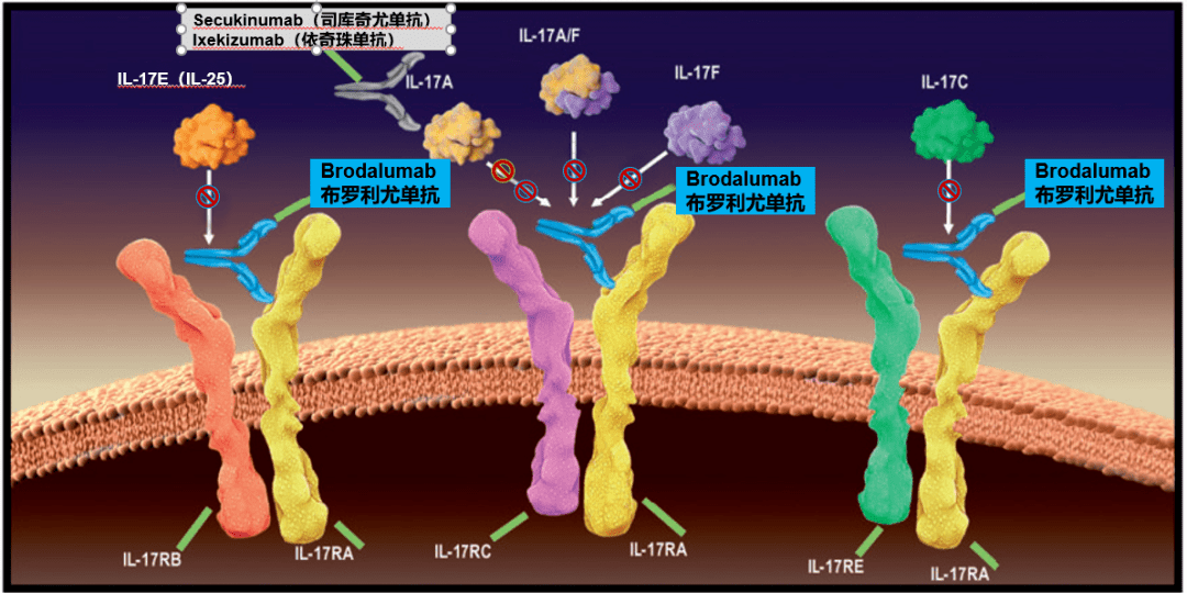 首个以白介素 17 受体 a 为靶点的银屑病生物制剂布罗利尤单抗在华