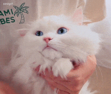 快放开我你们这群禽兽~13要吃汤圆嘛!是小奶喵馅哒!