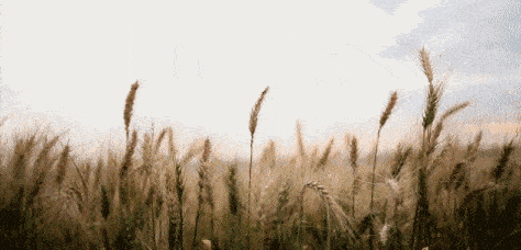 fcbab669e7d34ad284479645b7c2a0d3.gif
