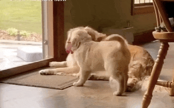 小金毛连撞三次玻璃门,一旁的妈妈憋不住了:我怎么生了个憨批?