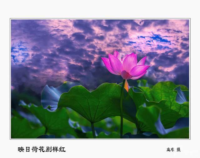 小荷才露尖尖角猜一成语_小荷才露尖尖角图片