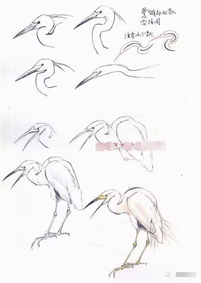 怎么画丹顶鹤,仙鹤的各种姿态详解,国画仙鹤画法步骤大全