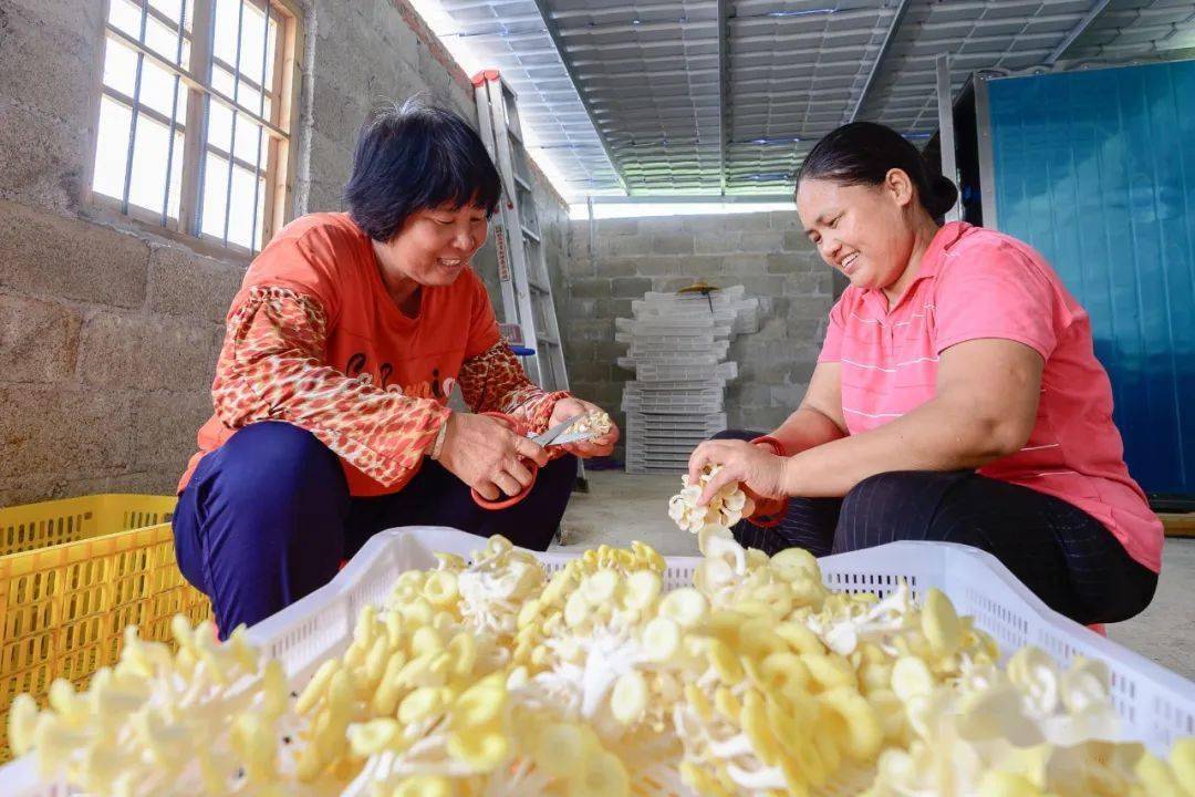 【千名记者一线行】种好"黄金菇 蹚出致富路_种植