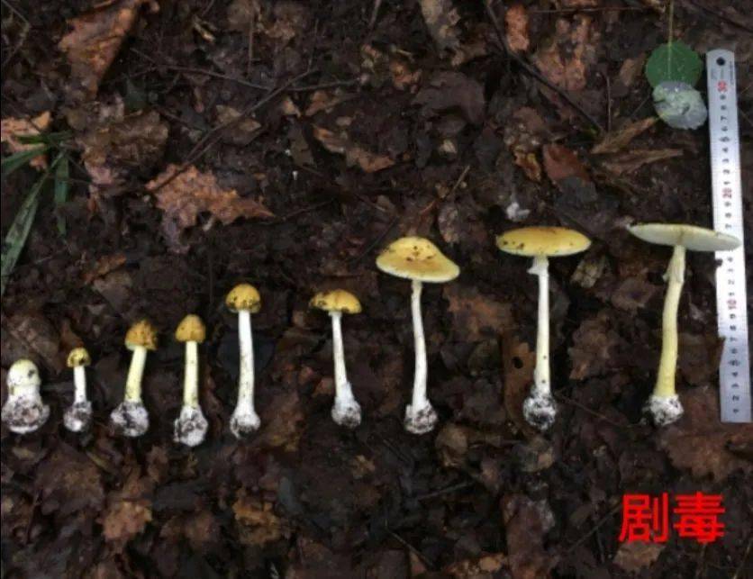 紧急提醒仁怀多人吃野生菌中毒野生菌吃不得