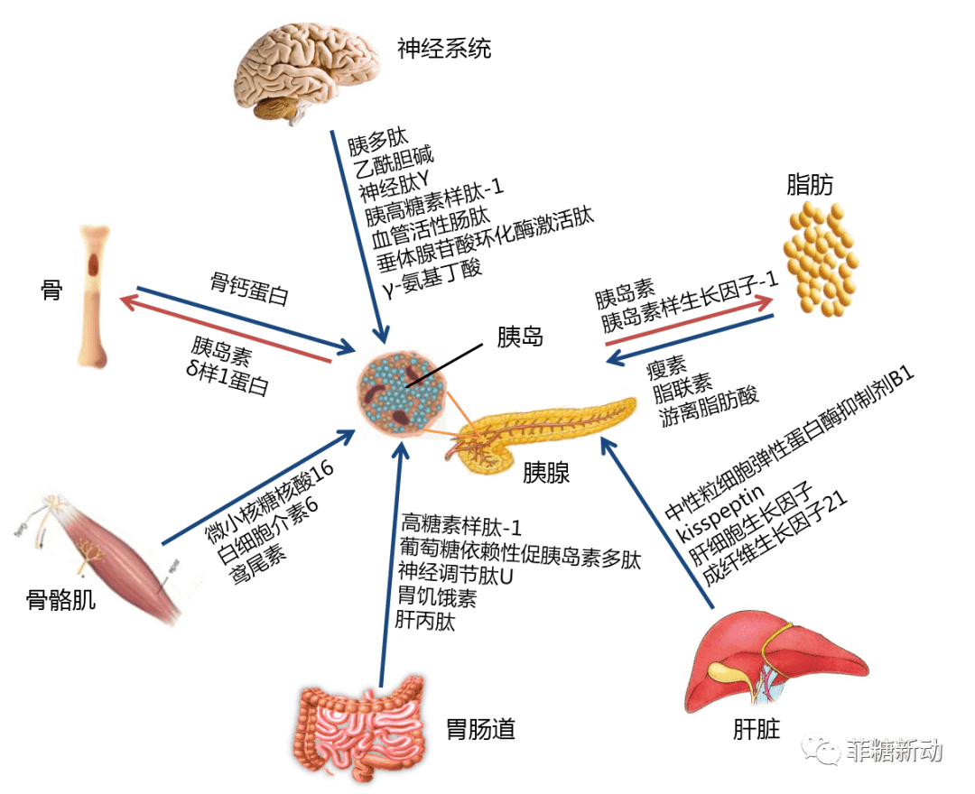 四海本草胰岛果120克罐装 厂家直销大果胰岛果罐装 现货代发批发-阿里巴巴