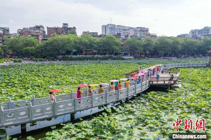 广西梧州荷花公园免费开放 市民演绎旗袍秀_潘塘