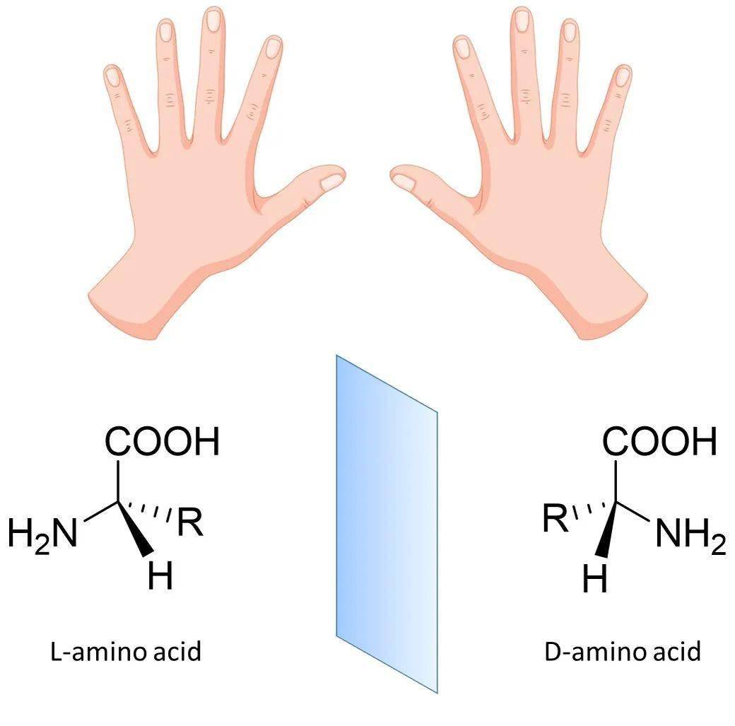 d型与l型氨基酸就像左手与右手一样互为镜像.