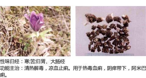 最全中草药图谱,附主治功效(吐血整理,建议收藏)