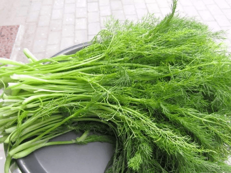 小茴香菜 图源网络