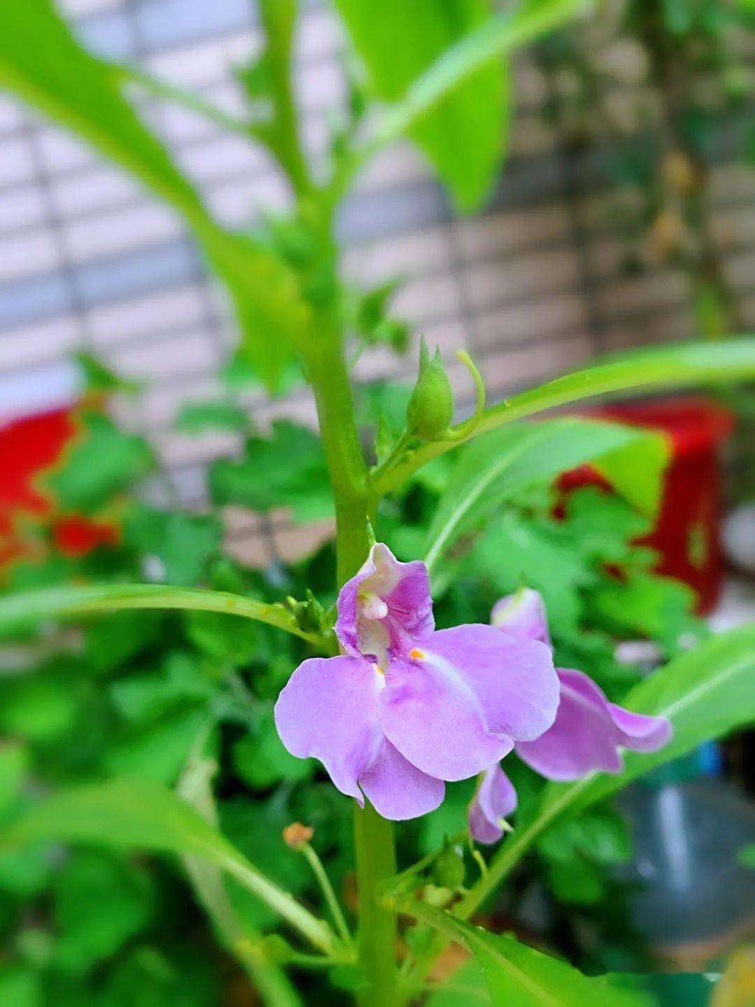 淡紫色的凤仙花