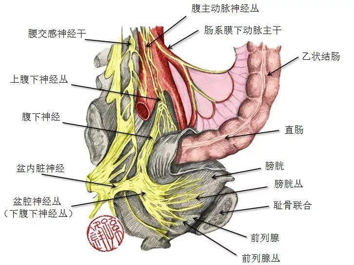 医学笔记|再论骨盆神经丛的形态和位置