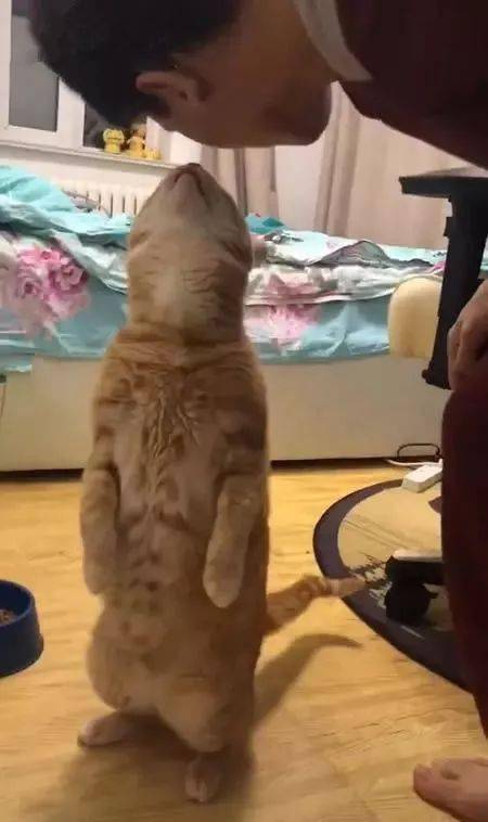 橘猫对男友主动献吻,面对女友时趴在地上不动,网友:肯定是母猫