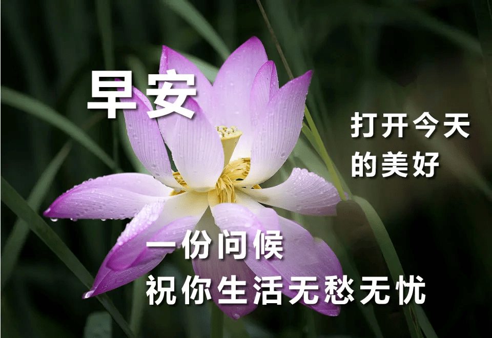 早上好问候祝福美句子 漂亮的鲜花祝福早安图片带字