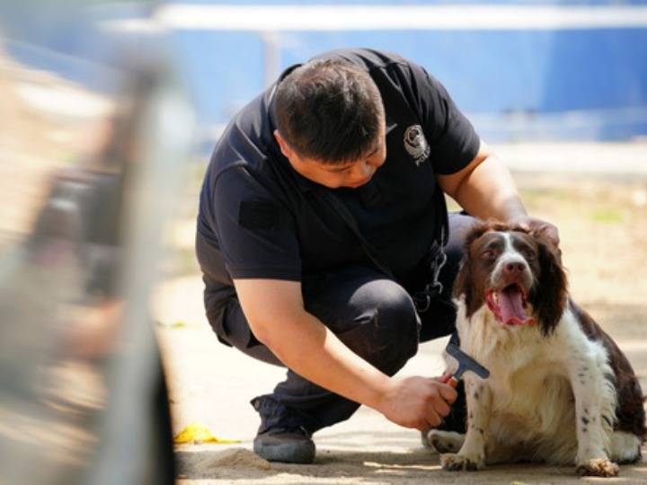 警犬边境立新功成功查缉大批电信网络诈骗作案工具