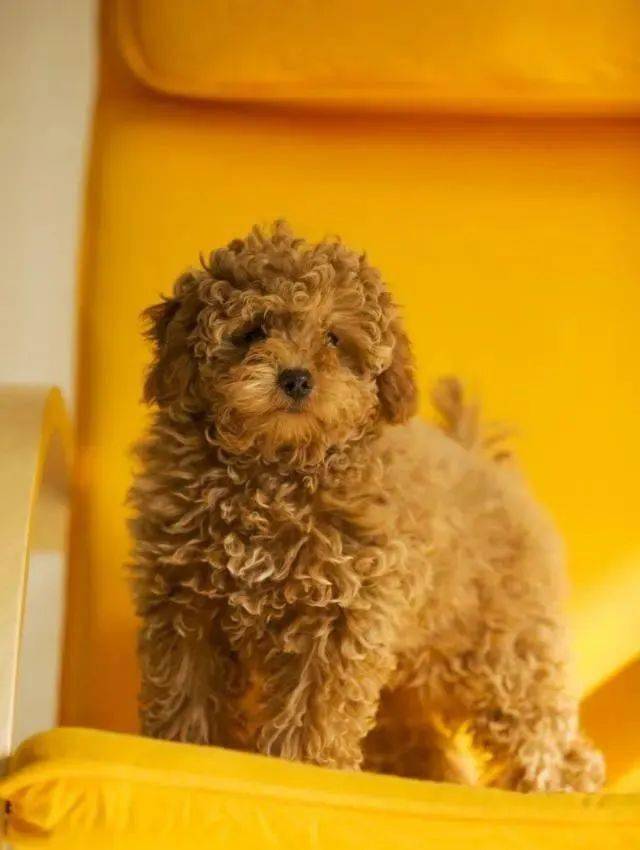 这些品种的狗子,饲养在家中最合适,大小型犬供你选