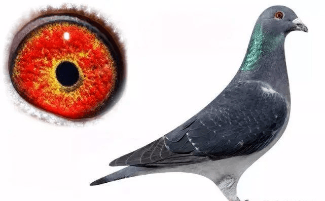 信鸽的羽色,一般分为灰,白,黑,红(绛),花,雨点六大类,而每一类又可