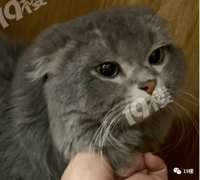 怎样快速卖掉猫咪 365d019762664bf38fa936b5d5a73e16.png