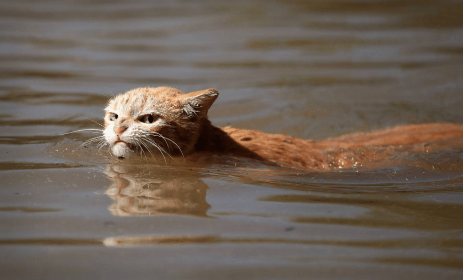 一枚在洪水中受困的猫咪 被救以后,它的小表情亮了 从楚楚可怜到迷茫