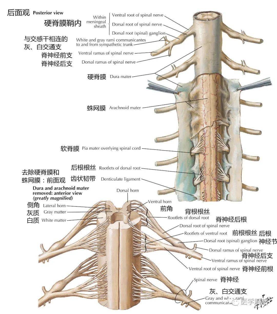 【图谱】脊髓,脊柱,脊神经高清解剖图_韧带