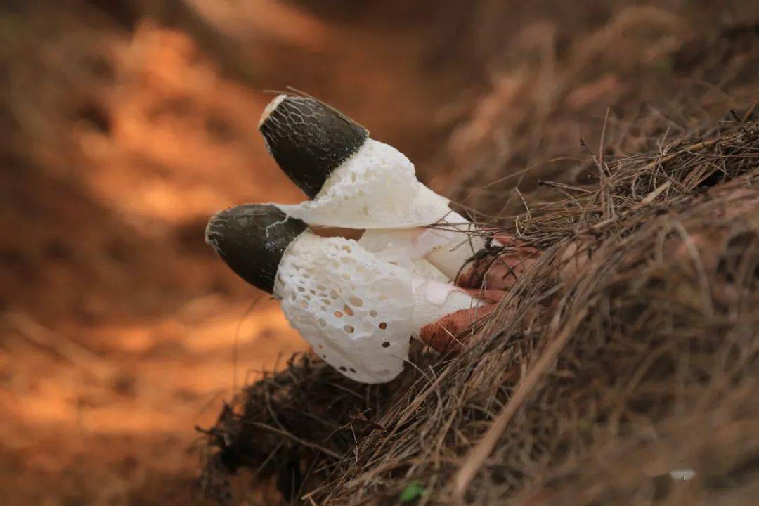 消费扶贫助农增收普定县这里有片基地种养竹荪新鲜营养