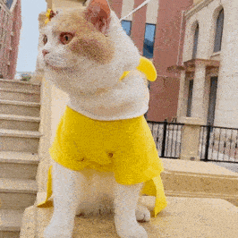 网红猫咪 | 猫咪赵又廷表情包