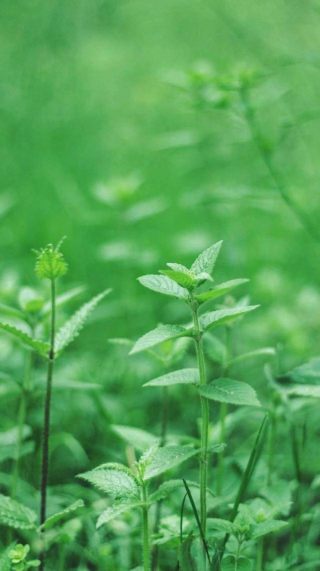 临夏这组"最夏天"的壁纸,全部都要用一遍!_屏保