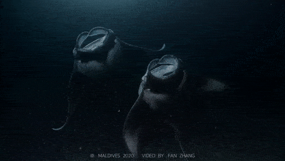 这些平平无奇的菜市场鱼类,你很难想象它们小时候美得