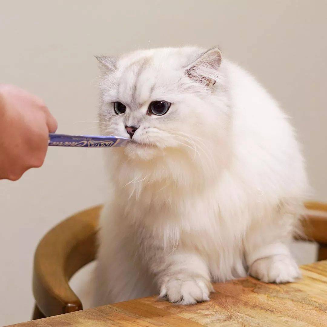 养一只长毛猫到底有多难!哈哈哈哈哈哈!